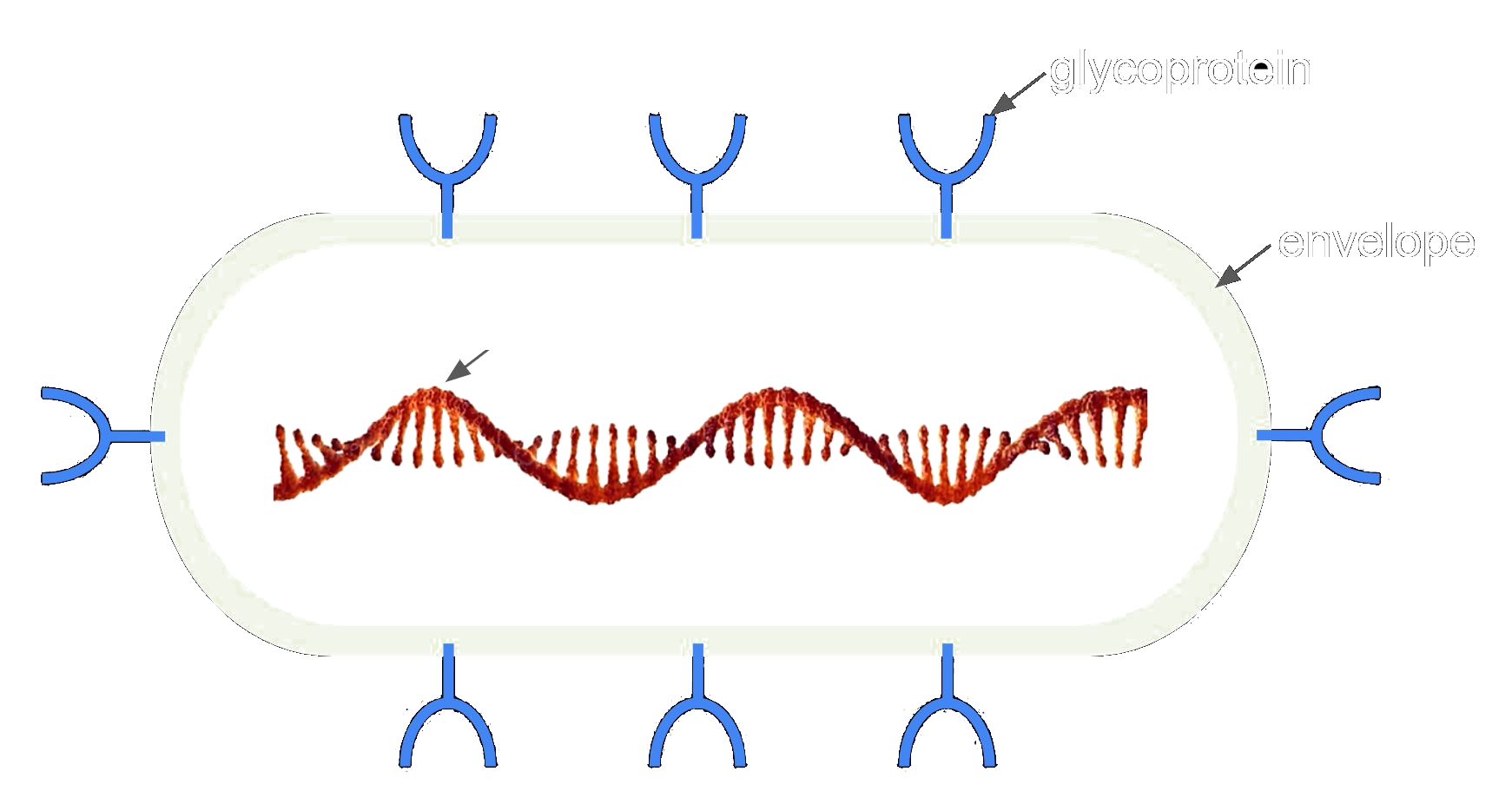 virus schematic drawing